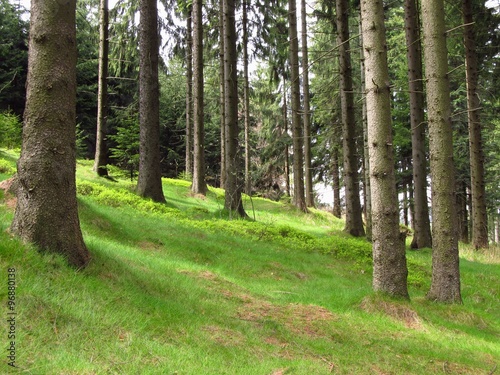 trunks of spruces in the forest and green grass