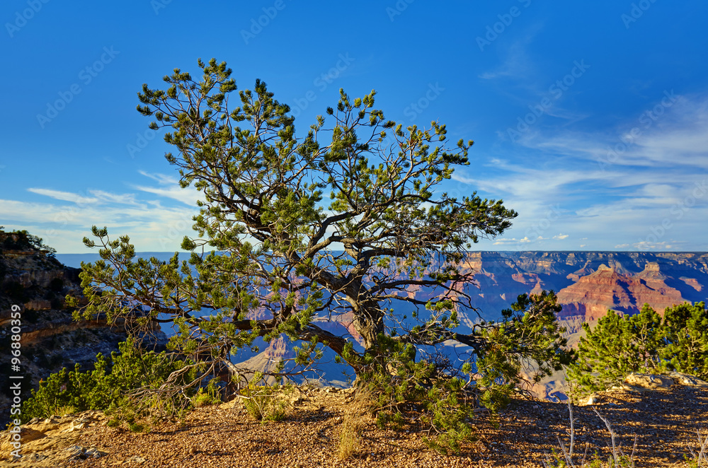Grand Canyon, Baum am Abhang bei Powell Point, Grand Canyon, Baum am Abhang bei Powell Point,