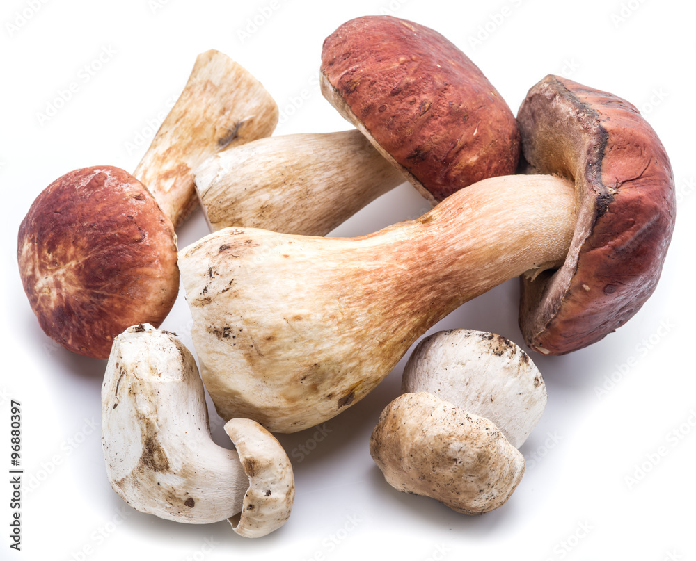 Porcini mushrooms isolated on a white background. Porcini mushrooms isolated on a white background.