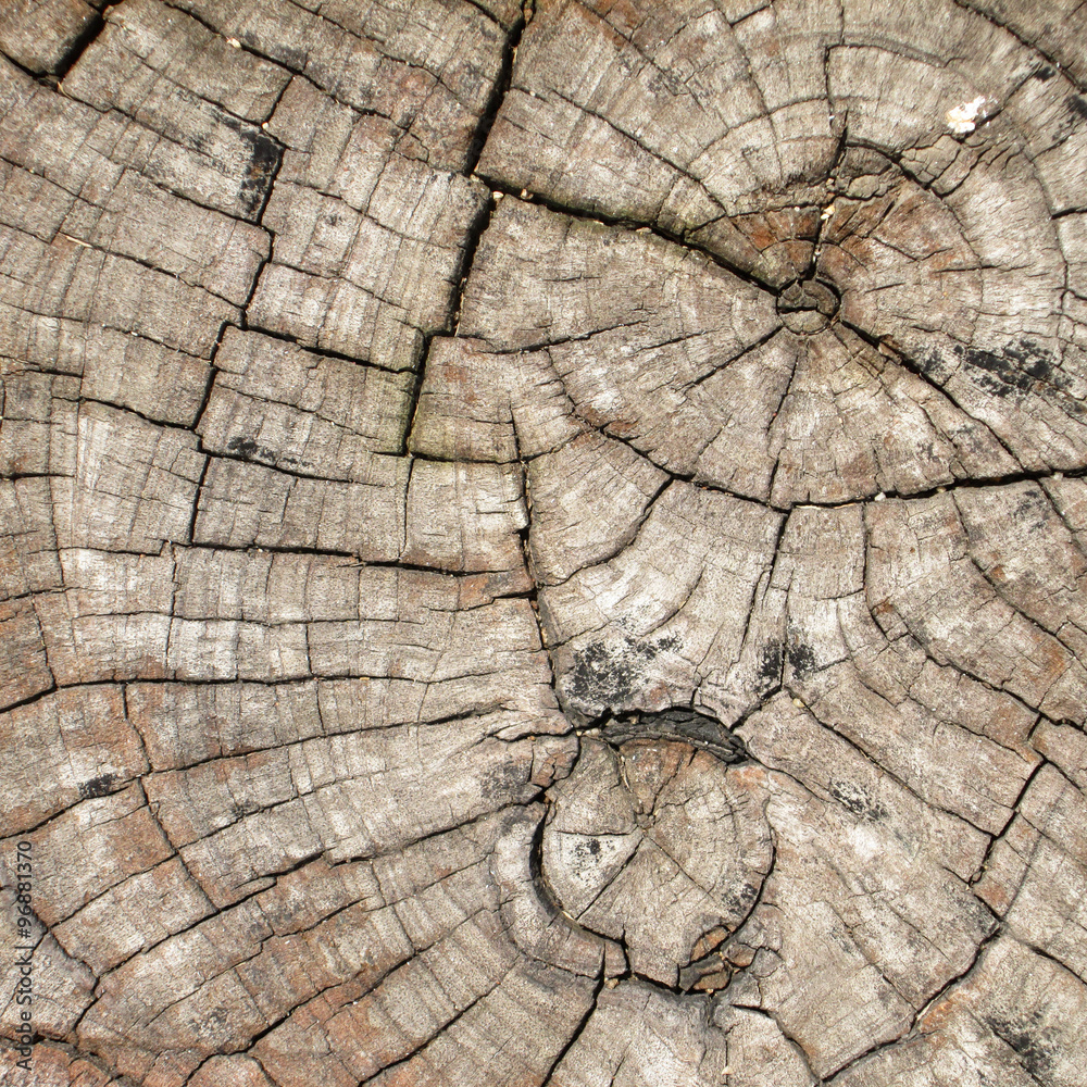 Fototapeta premium old tree stump texture background