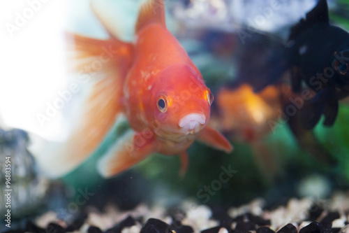 Fish in an aquarium © selezenj