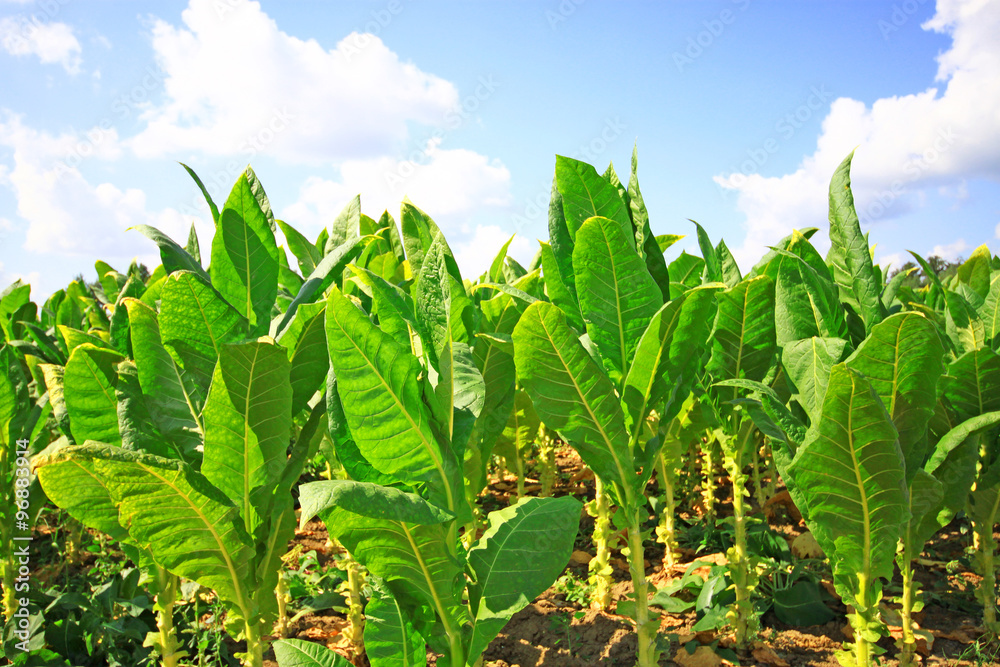 tobacco field tobacco field