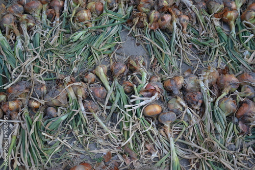organic onion after harvesting