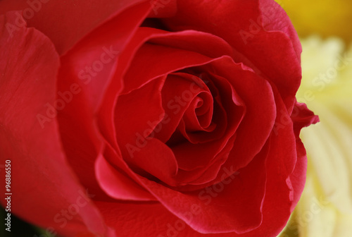 Red rose close up.