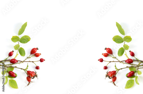 Wallpaper Mural bunch of dog rose on white background Torontodigital.ca