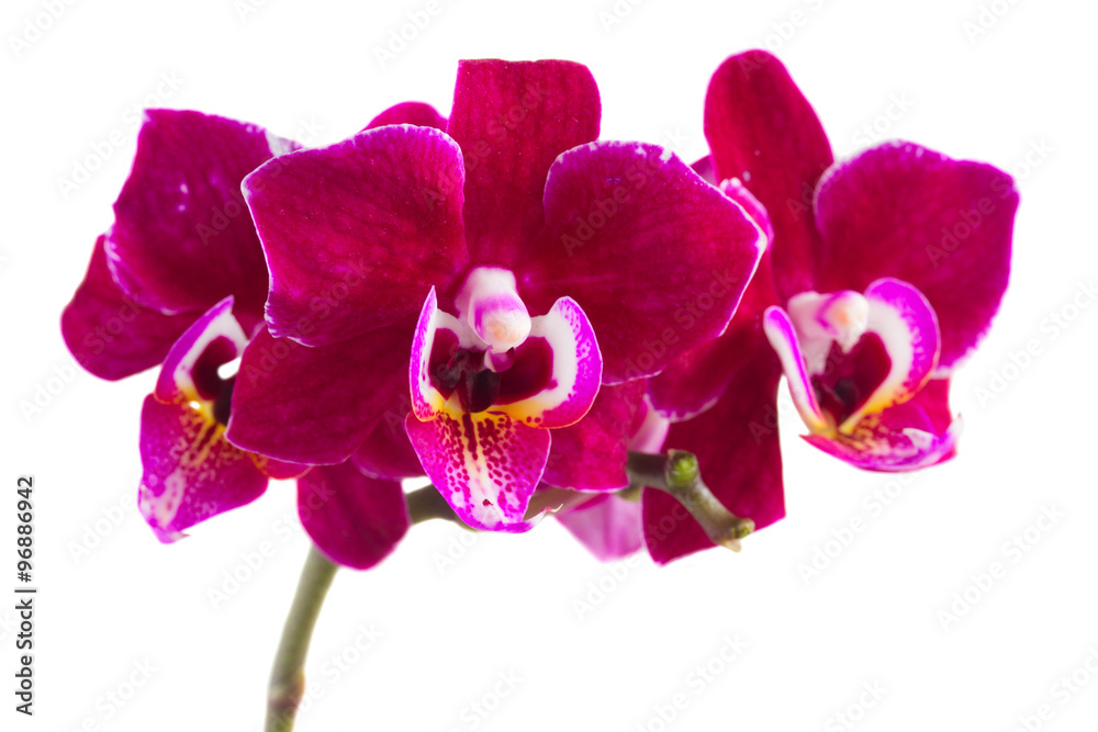 Fototapeta premium Two violet orchids 