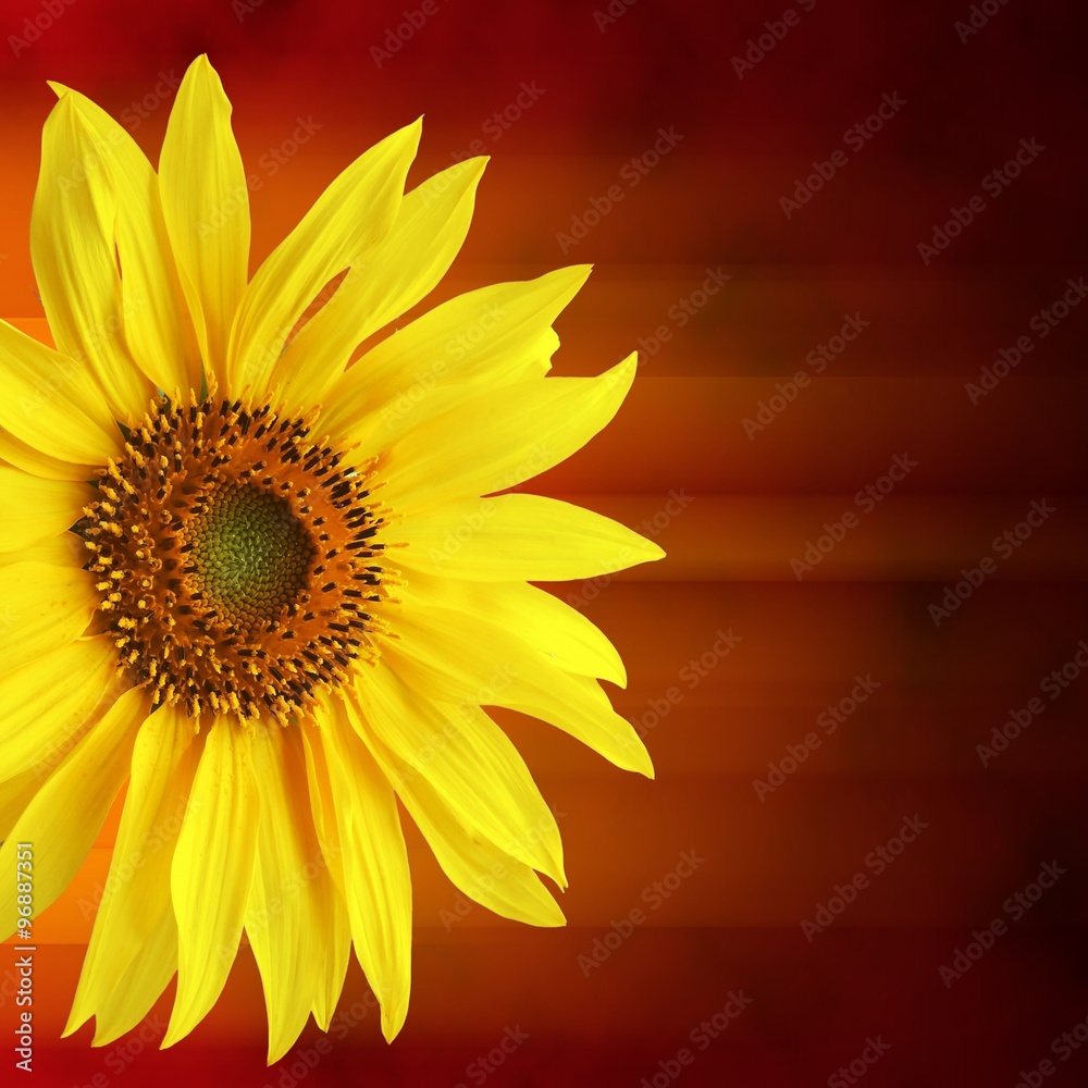 Fototapeta premium Sunflower