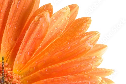 Closeup of orange daisy with water droplets