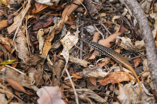 Madagascar lizard on a brown leaves ground