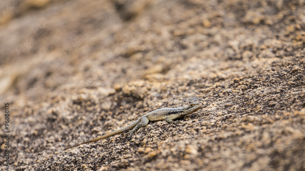 Three eyed plated lizard camouflaged on a rock in Madagascar Three eyed plated lizard camouflaged on a rock in Madagascar