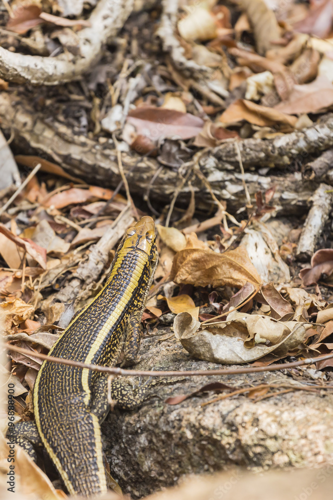 Zonosaurus Madagascariensis plated lizard, endemic reptile in Madagascar wildlife reserve.