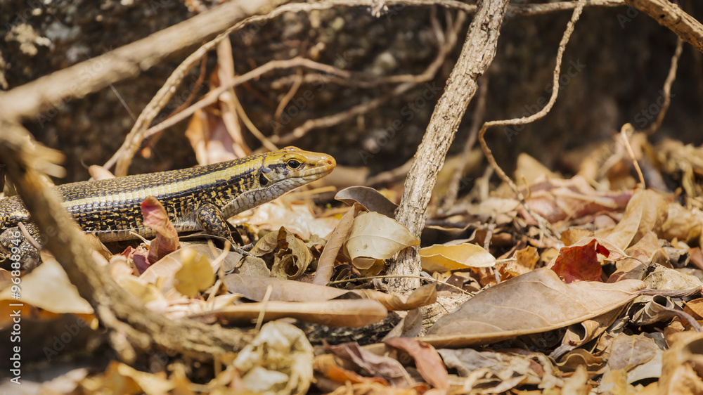 Zonosaurus Madagascariensis plated lizard, endemic reptile in Madagascar wildlife reserve.