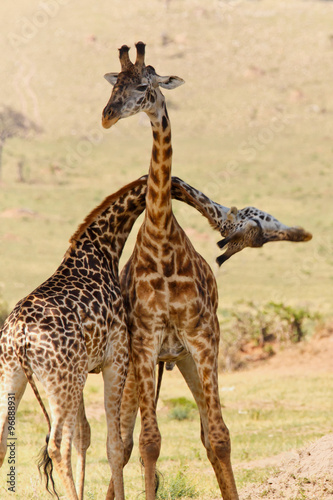 Fototapeta Naklejka Na Ścianę i Meble -  Giraffenpaar