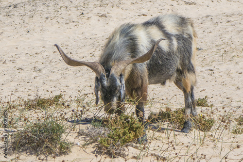 Goat in Corralejo,Fuerteventura,Canary islands,Spain