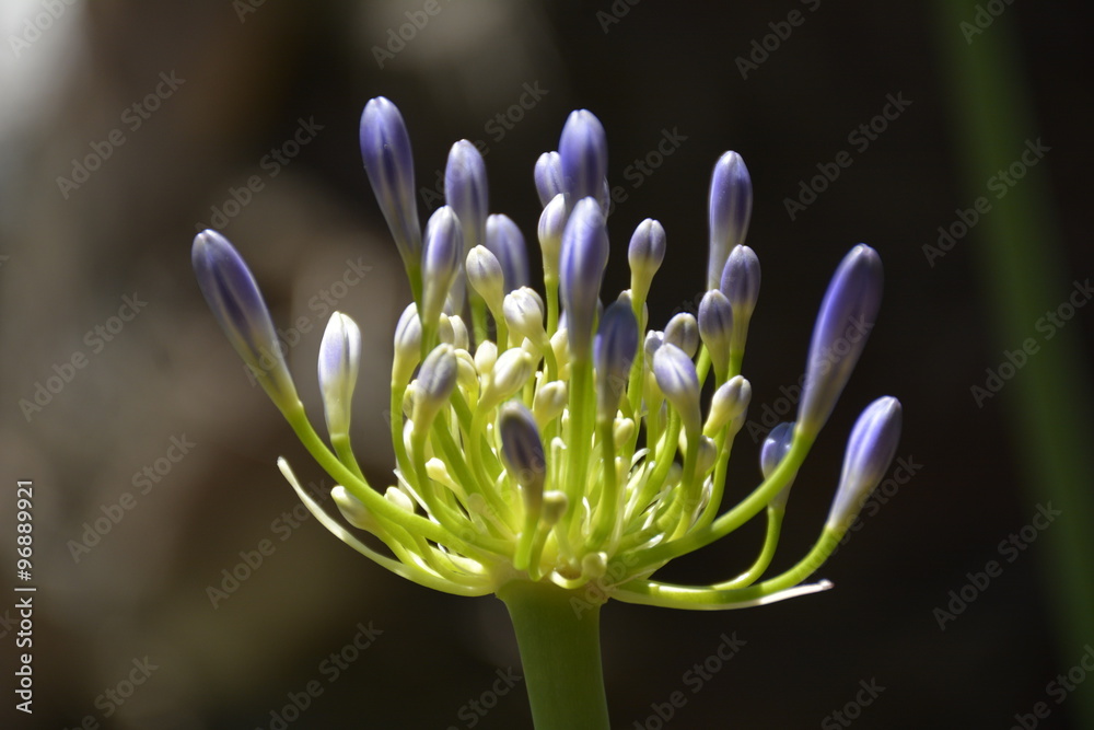 Fototapeta premium Amazing wild flowers found in Chile