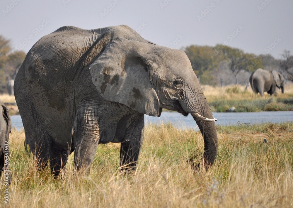 Obraz premium Young elephant