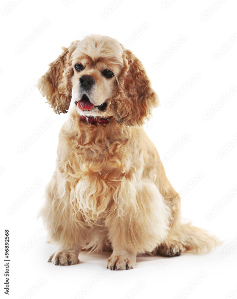 American cocker spaniel isolated on white