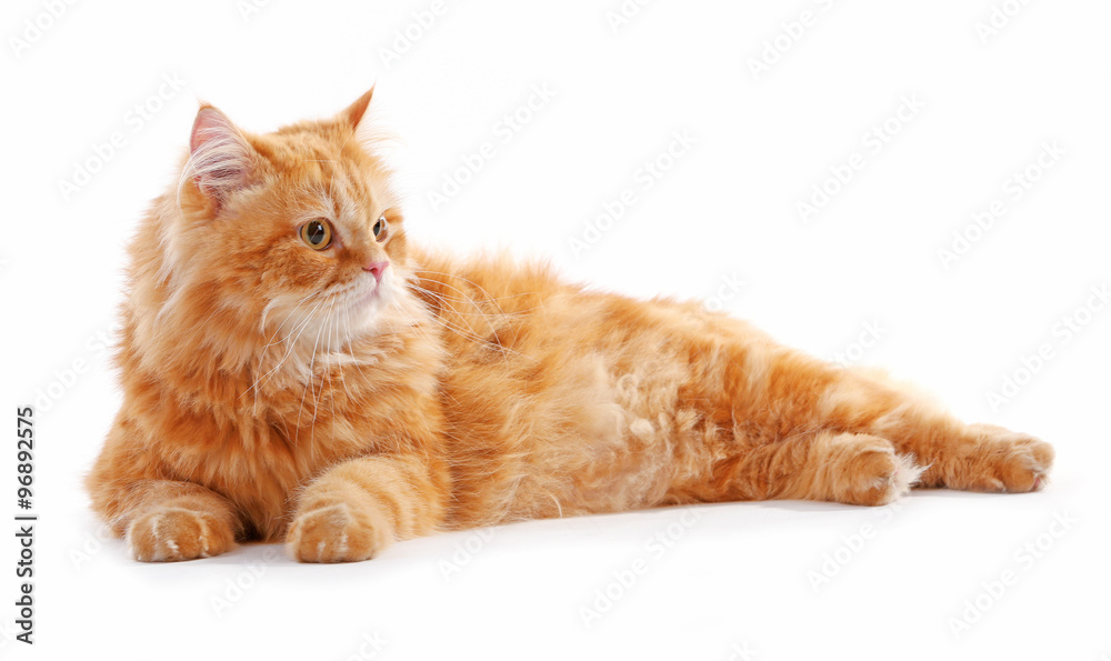 Red cat isolated on white