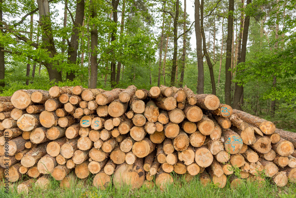 Holzstapel im Wald