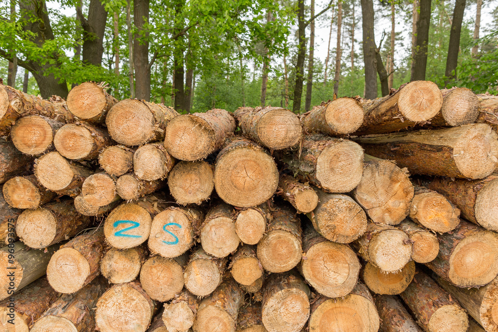 Holzstapel im Wald