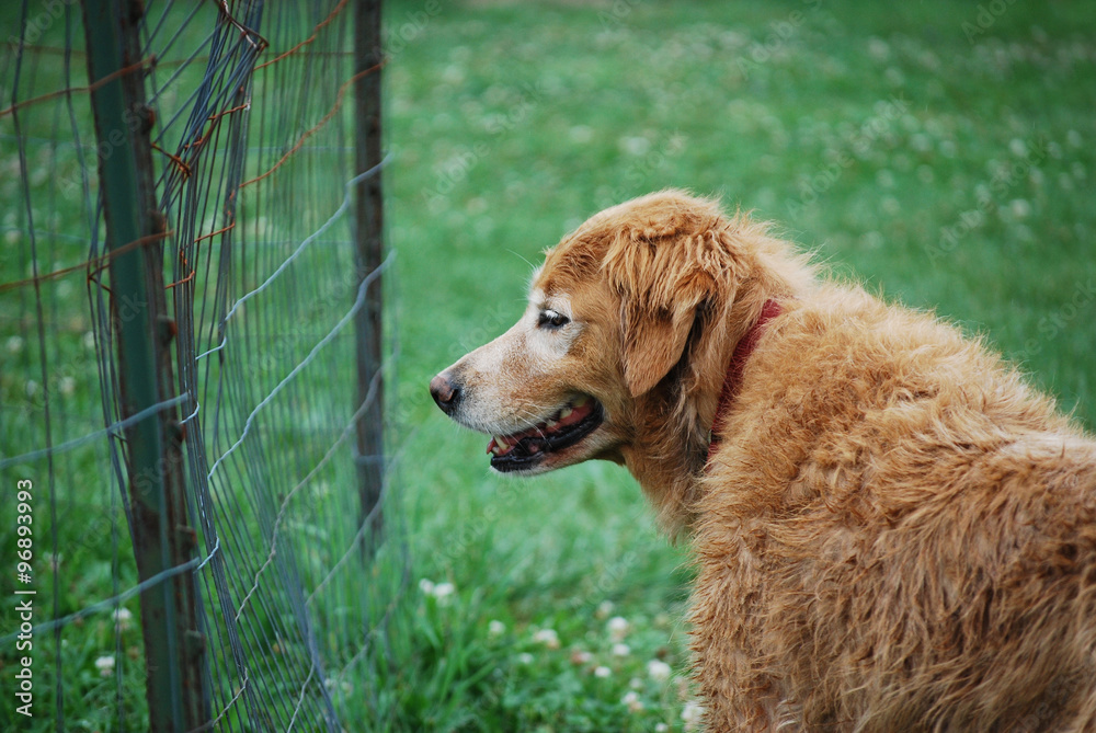 Old Golden Retriever Watching Through Fence Old Golden Retriever Watching Through Fence