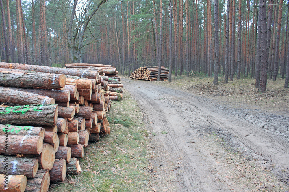 Big pile of cut logs in forest Big pile of cut logs in forest
