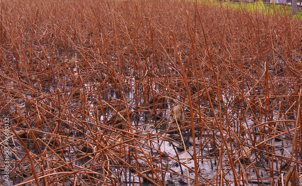 Fototapeta premium 蓮根畑