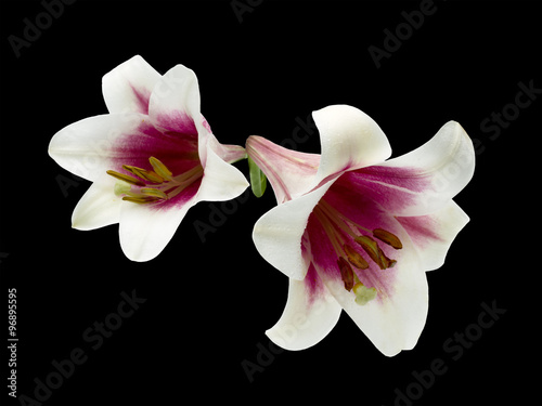 Two white lilies with pink center