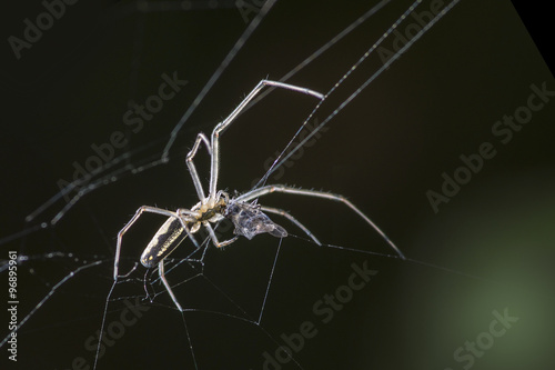 Spider and prey on dark background