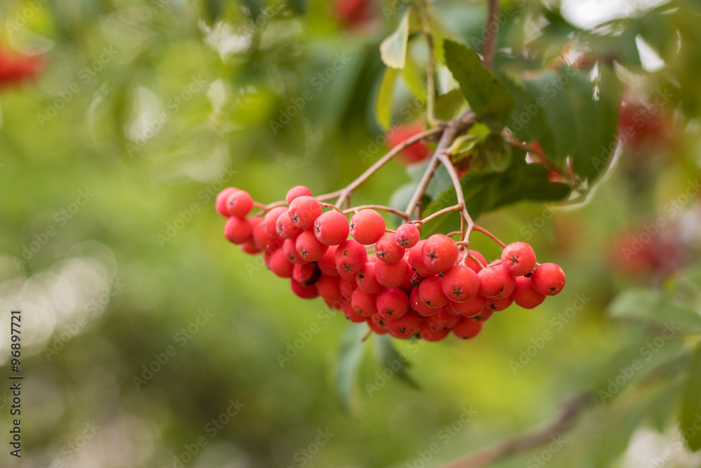 Rowan tree berries on a branch.