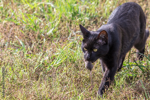 Black cat caught a mouse. (Cat and mouse game) Authentic farm series. © Garmon