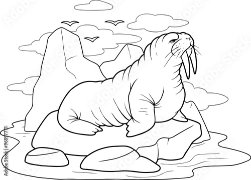 walrus