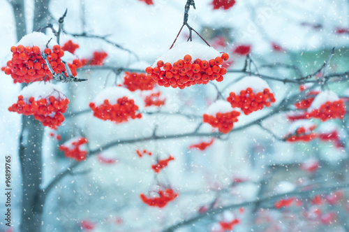 Landscape with snow-covered clusters of bright red rowan