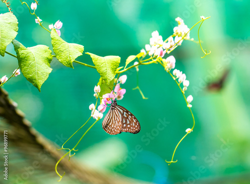 Beautiful Blue Glassy Tiger Butterfly in a garden #96899771