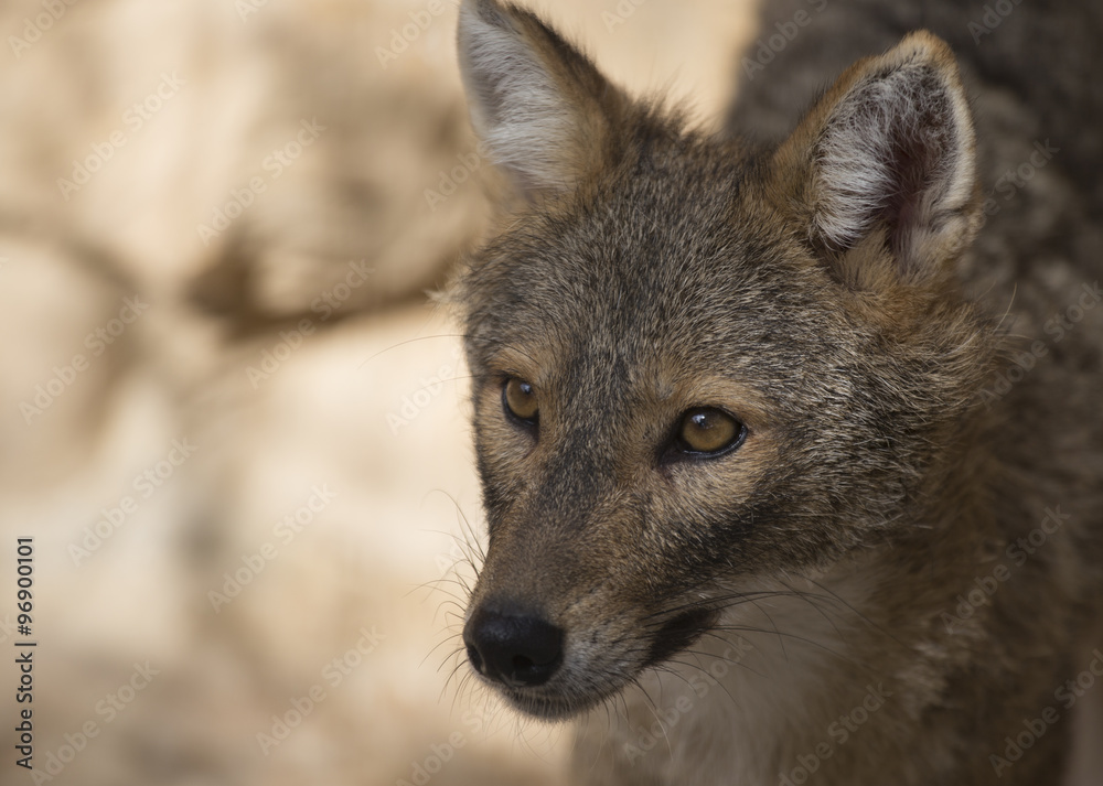 Fototapeta premium Young Wolf