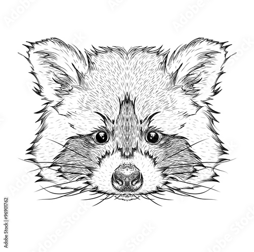 Hand draw raccoon portrait. Hand draw vector illustration