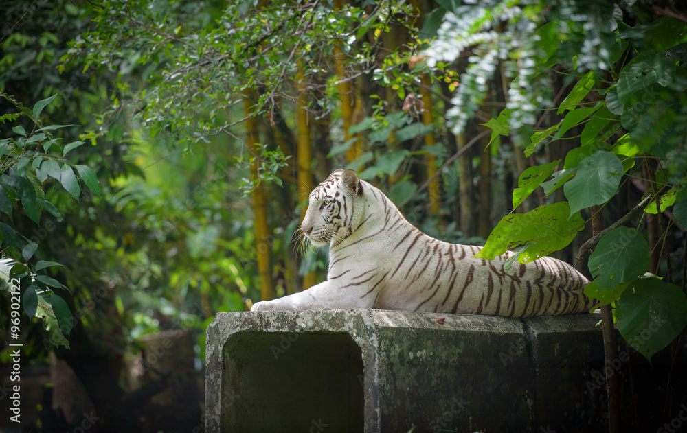 Naklejka premium White Bengal tiger