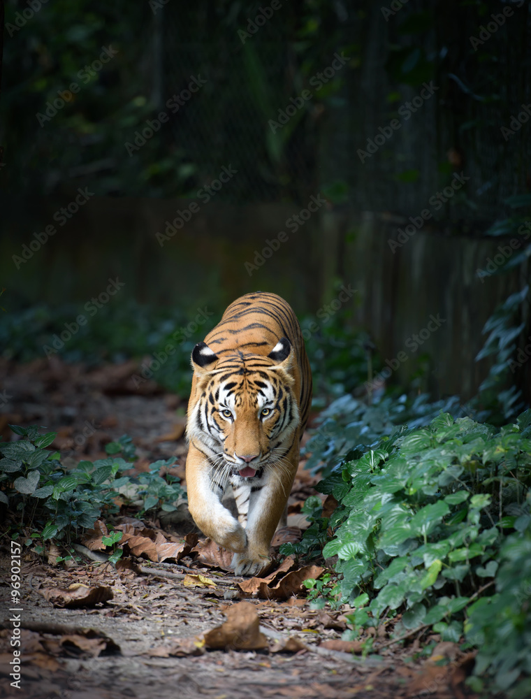Fototapeta premium Malayan tiger walking