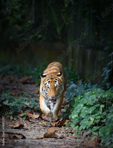 Malayan tiger walking