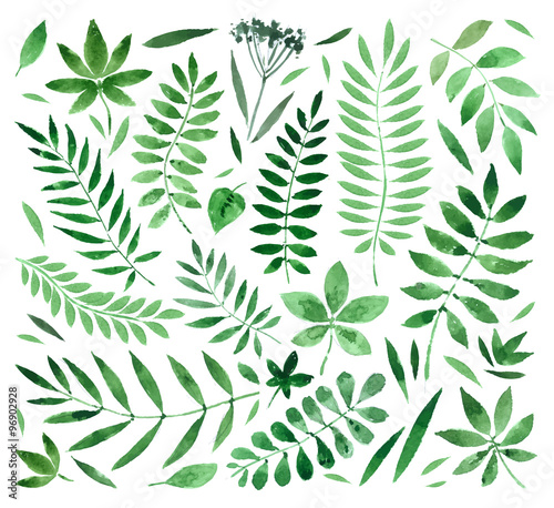 collection painted watercolors of plants and leaves. vector illustration