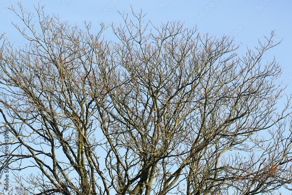 Branches of naked trees Branches of naked trees