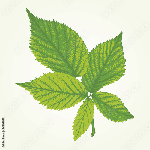 raspberry leaf