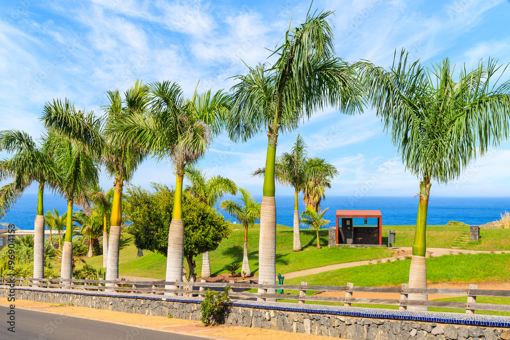 Tropical palm trees along a scenic road near ocean in northern Tenerife, Canary Islands, Spain