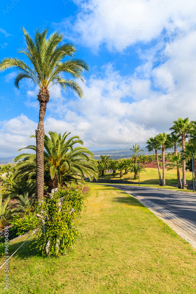 Palm trees along a road in tropical landscape of Tenerife, Canary Islands, Spain