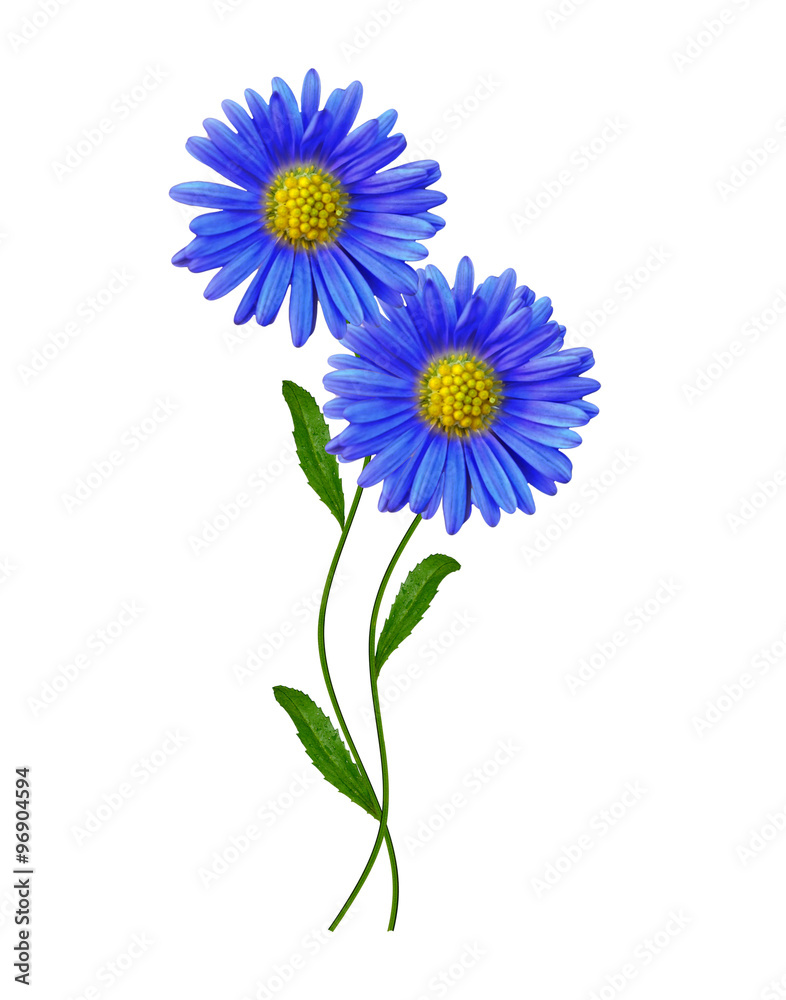 daisies summer white flower isolated on white background daisies summer white flower isolated on white background