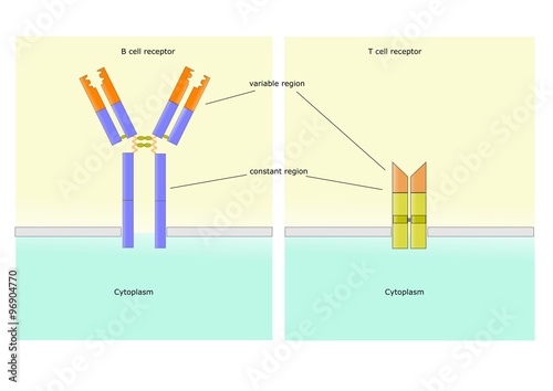 recettori immunologici delle cellule B e delle cellule T