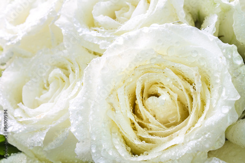 Dew on petal white rose.   Bouquet white roses detail on Valentine s Day.