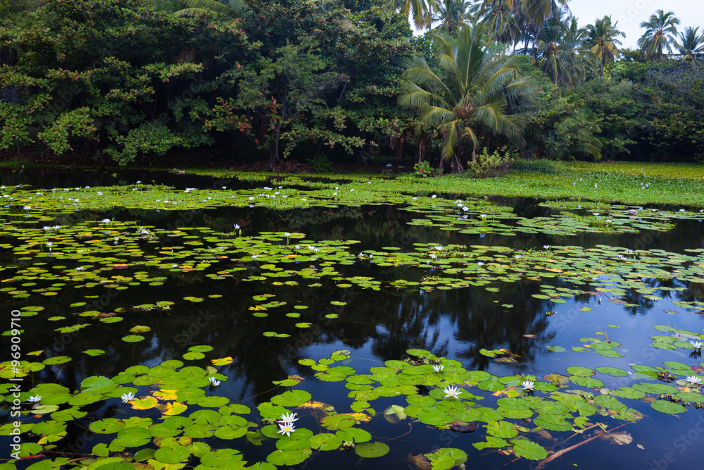 Beautiful water lilies Beautiful water lilies