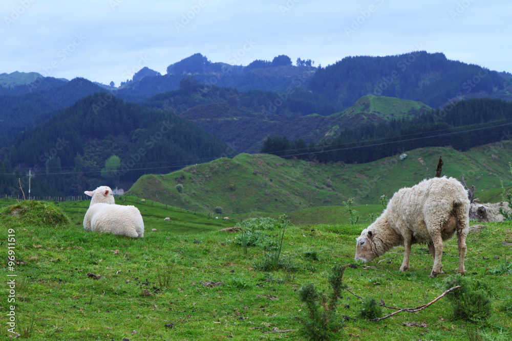 Obraz premium Green pastures and sheep