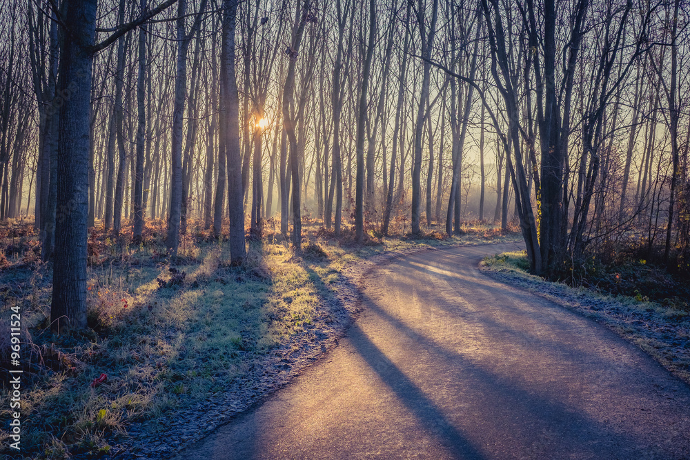Naklejka premium Road in a forest at the sunrise